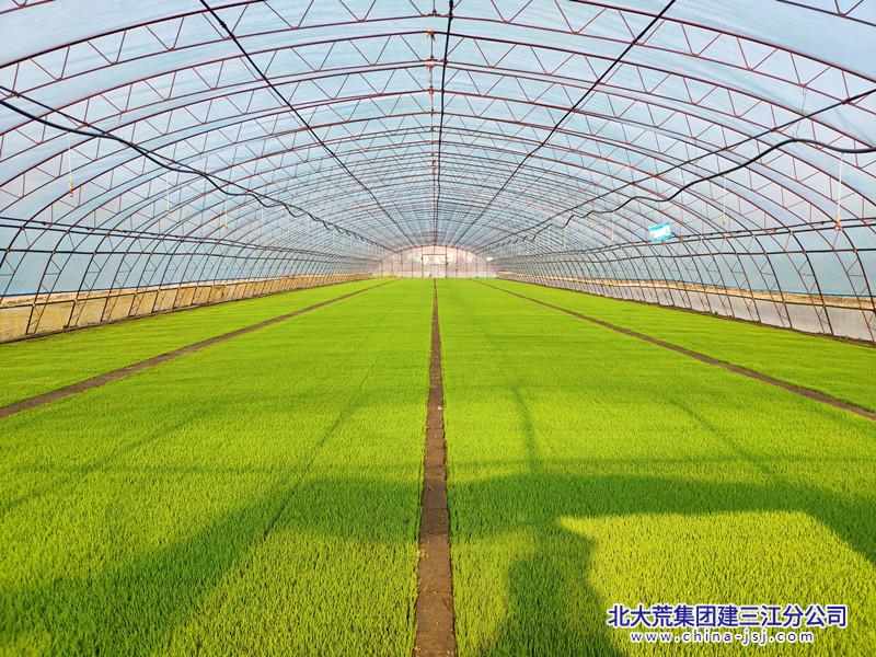 【龙头新闻】青龙山分公司：科技创新 驱动现代化大农业高质量发展   青龙山分公司 尹继云 18145444391.jpg