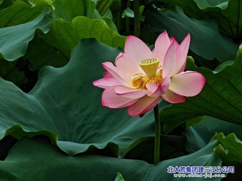 荷风送香气.jpg