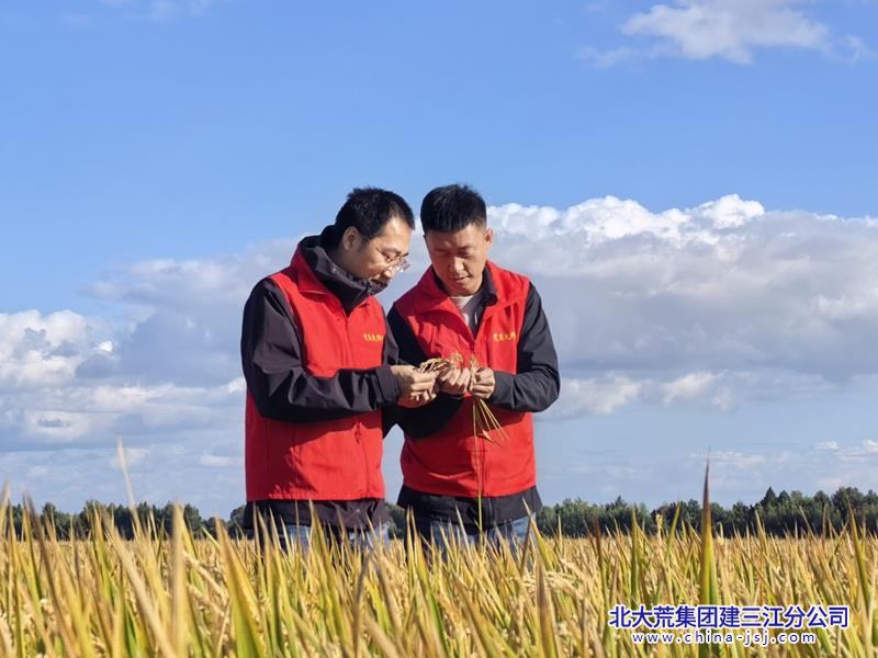 党员干部田间查看水稻成熟度.jpg