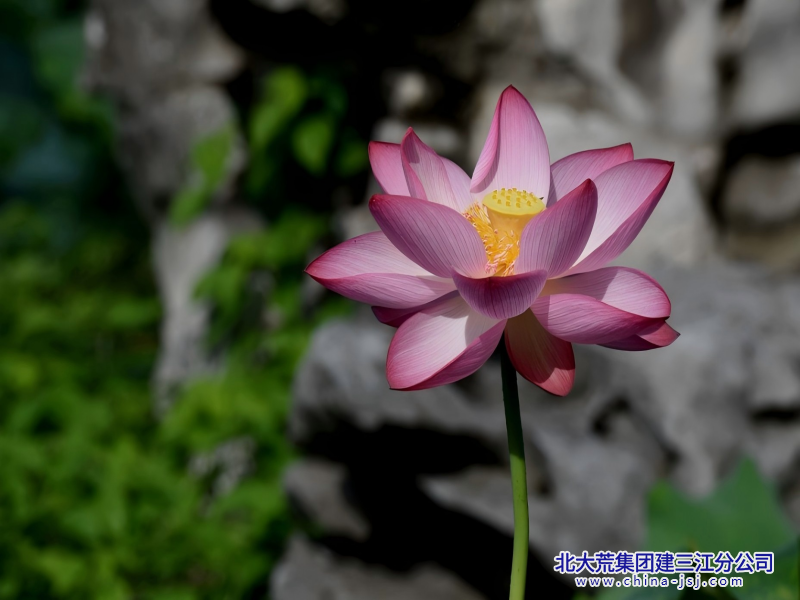 芙蓉照水弄娇斜.png