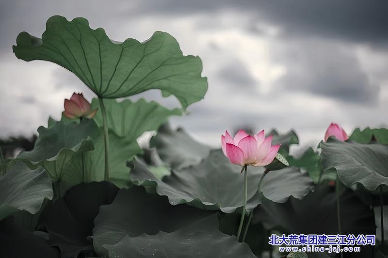 天暗荷明.jpg