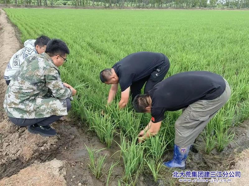 图为勤得利分公司党员正在查看水稻长势情况_副本.jpg