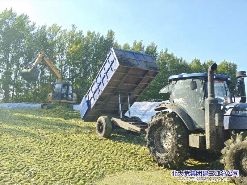 2026青贮玉米.jpg
