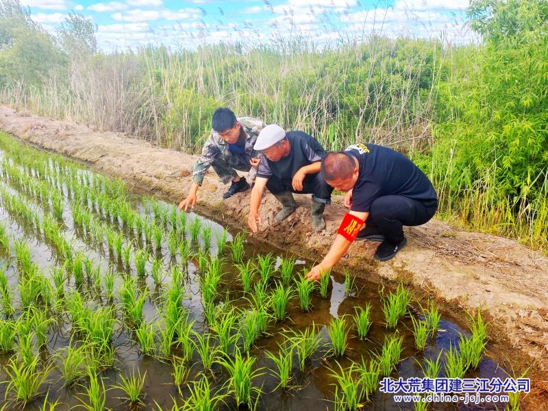 勤得利农场有限公司精细夏管   打出增产增效“组合拳” (1).jpg