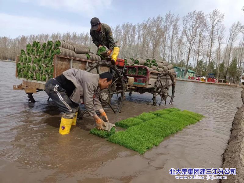 青龙山分公司栽植新技术助力水稻提速增效（青龙山分公司 尹继云18145444391）.jpg