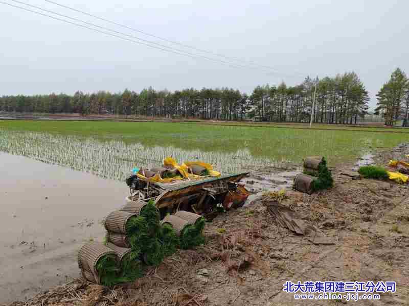 洪河农场有限公司田间插秧忙 水田披绿装.jpg