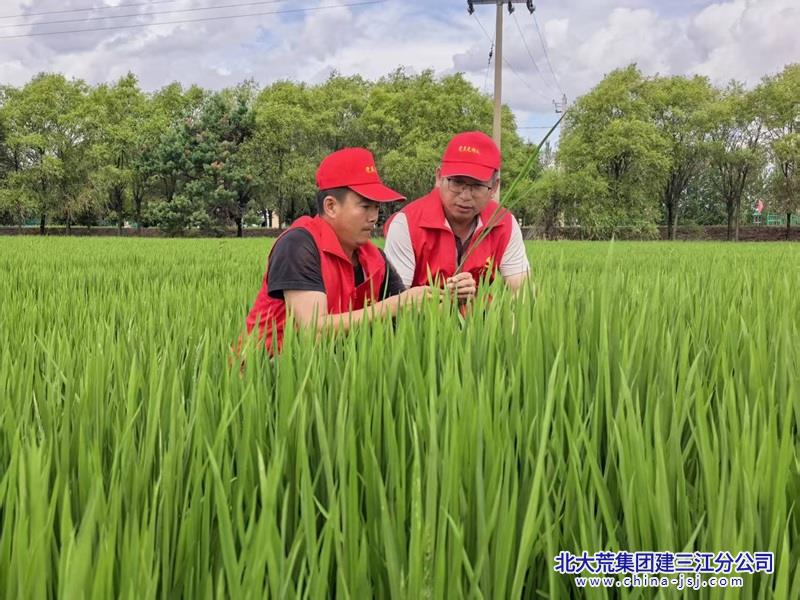 党员查看苗情.jpg