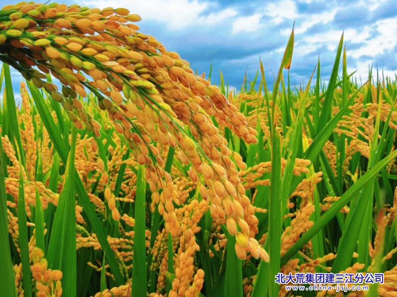 微信金穗低垂凝秋实.jpg