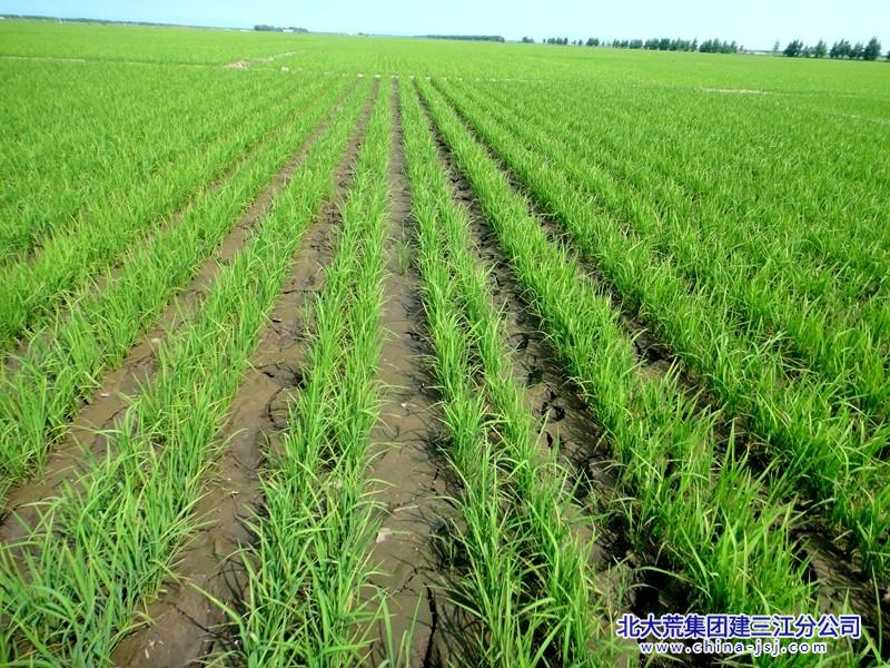 水稻节水控制灌溉.jpg
