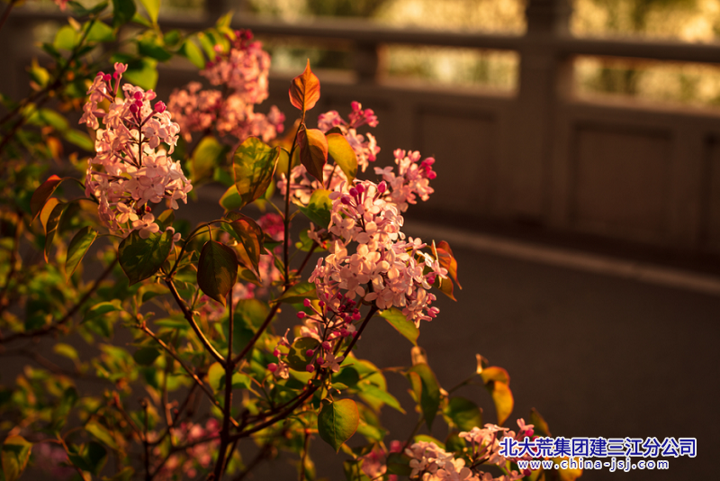 夕照凝香.png