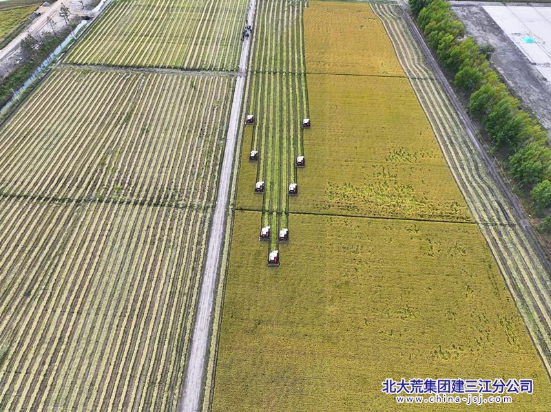前进农场抢抓晴好天气 全面掀起割晒热潮  摄影 万宝岑.jpg
