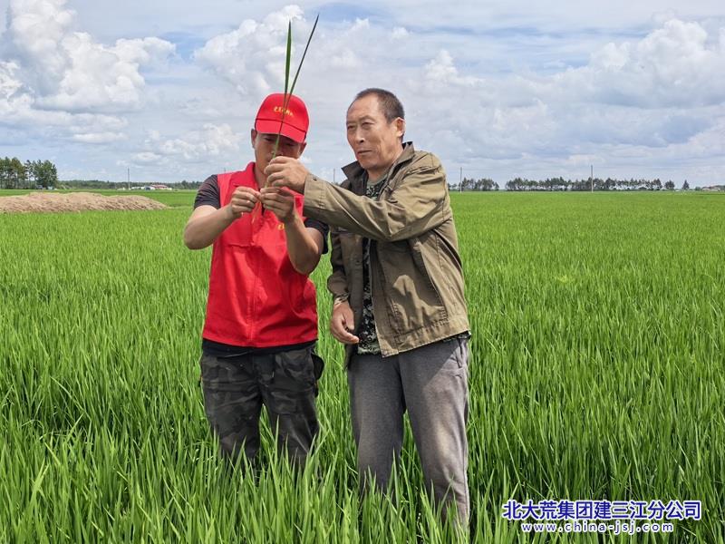 党员干部为群众分析苗情.jpg