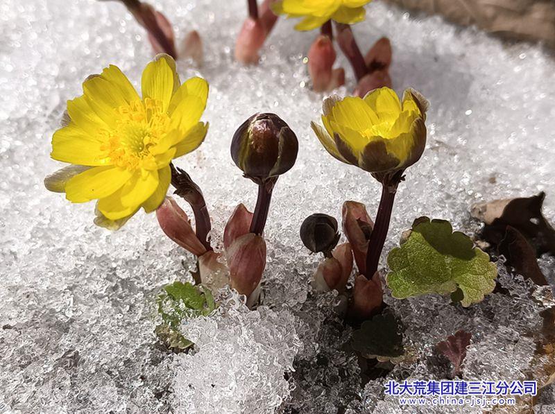 花样年华 生如夏花 (2).jpg