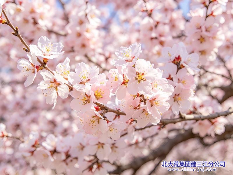 杏花漫成海.jpg