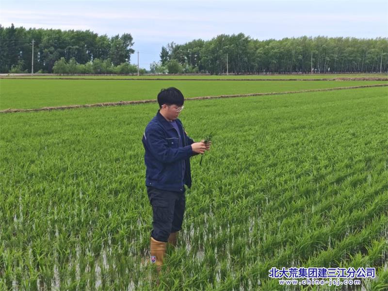 图为勤得利农场农技人员查看田间水稻情况 (2).jpg