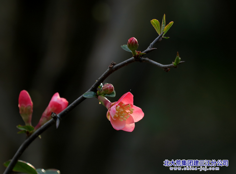 娇花傲有朝天枝 含苞正是怒放时.png