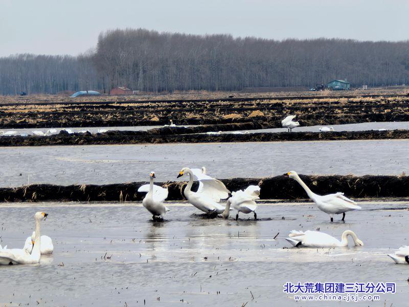云烟缠绕绿波平  相约翩翩舞叙情.jpg