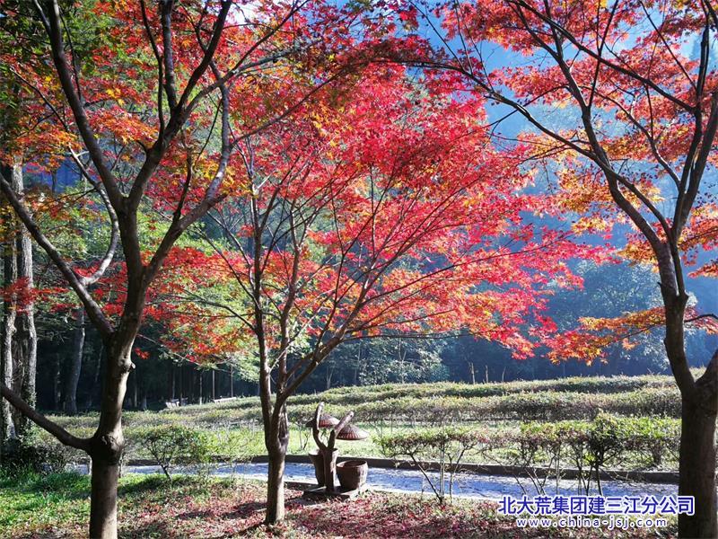 一树枫红赴秋天.jpg