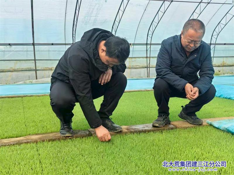 查看秧苗长势 指导服务1 - 副本.jpg