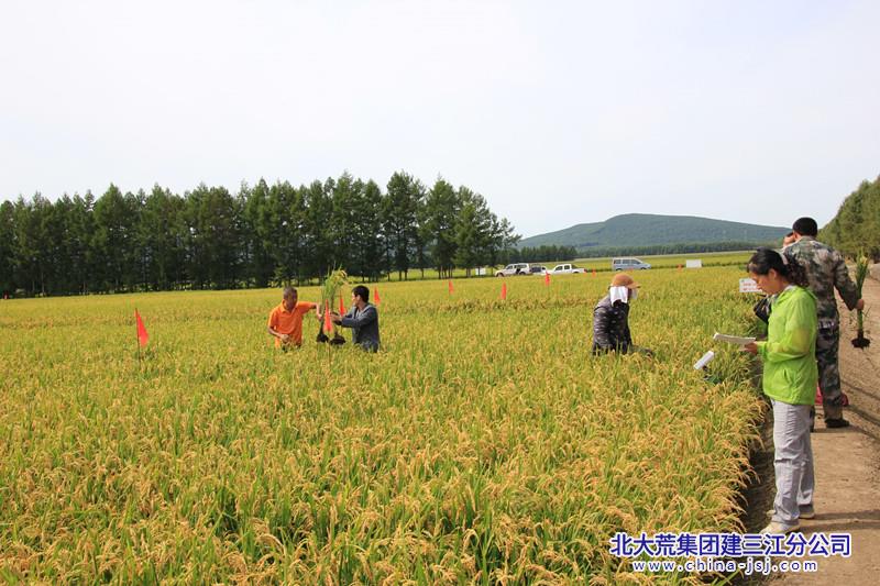 2八五九开展水稻田间普查，为秋收做足准备_副本.jpg