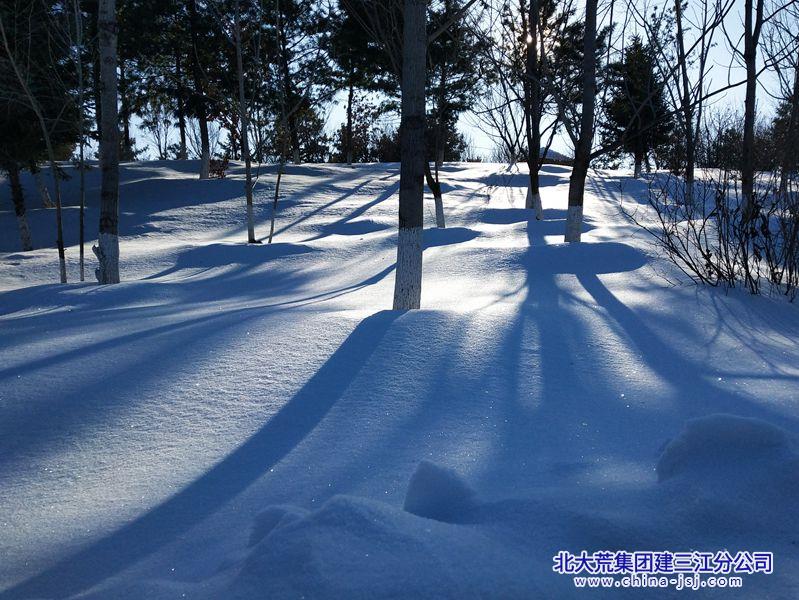 瑞雪初晴寒气严  冬日树影映眼间.jpg