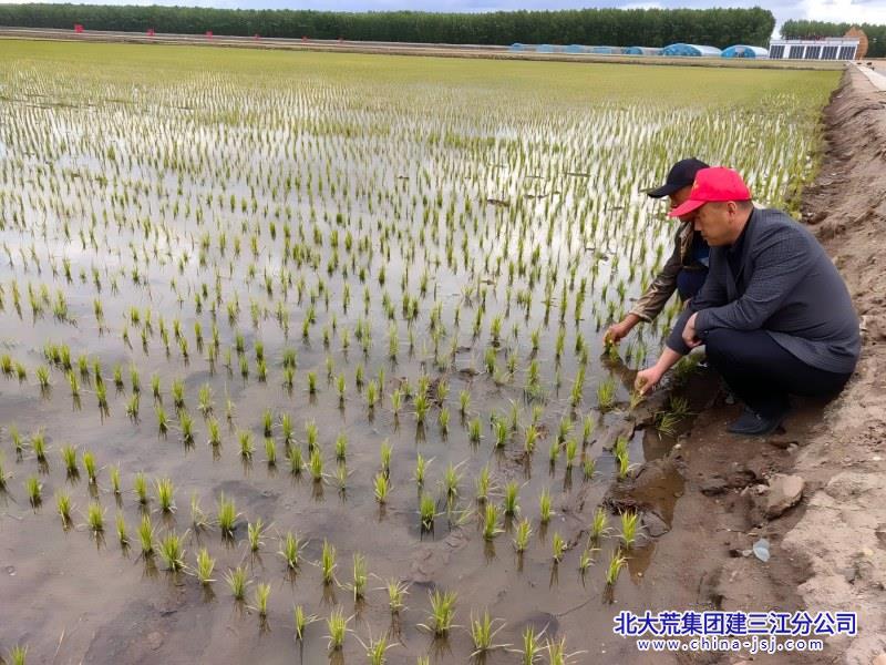 八五九农场有限公司精细化夏管保增收(1).jpg