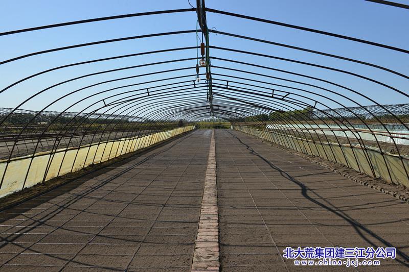 3.育秧基地秋摆盘大棚（摄影 吴楠）_副本.jpg