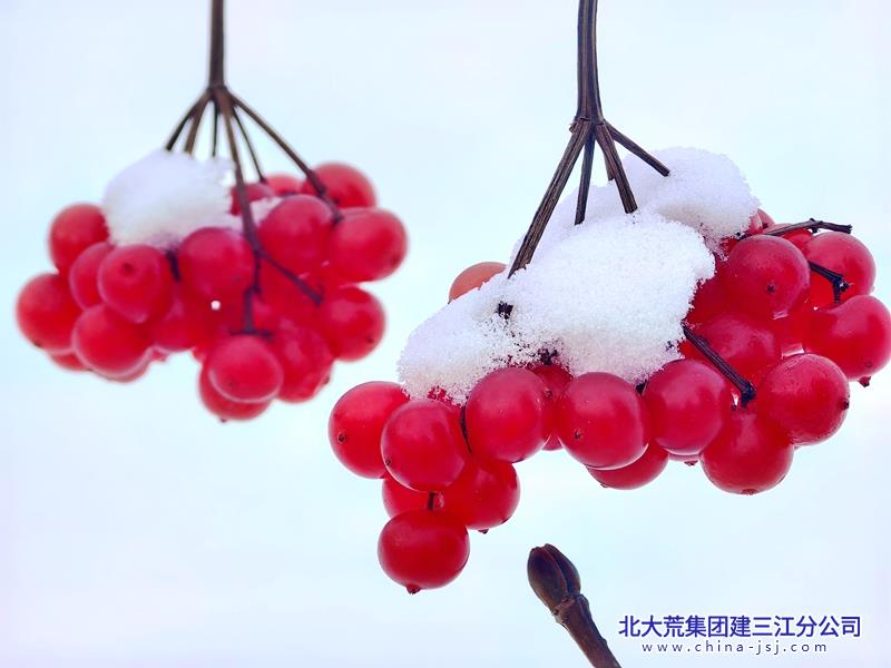 北国红豆冰雪情.jpg