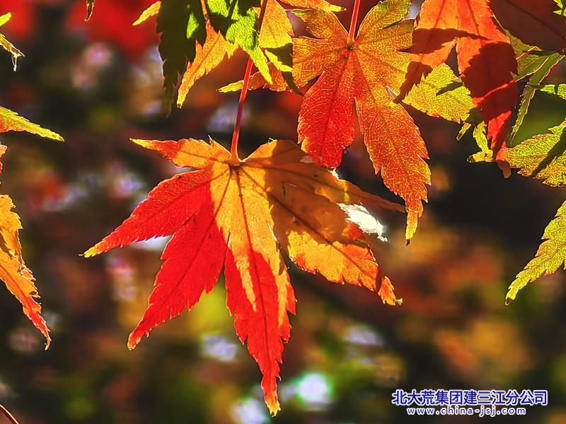 2b9c0000fe16464e7edece978351fd22_副本.jpg