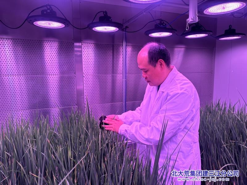 七星分公司环境因子调控室助力水稻抗病研究“加速跑”+于新恬+七星+18846094361 (1)_副本.jpg