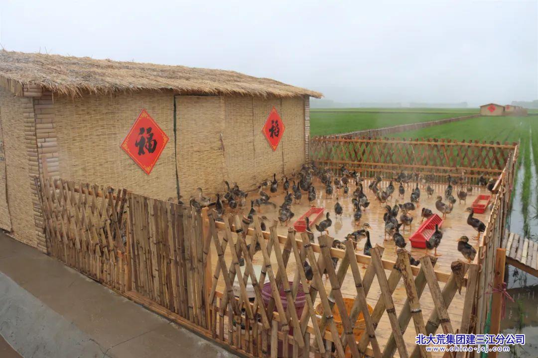 鸭稻.jpg