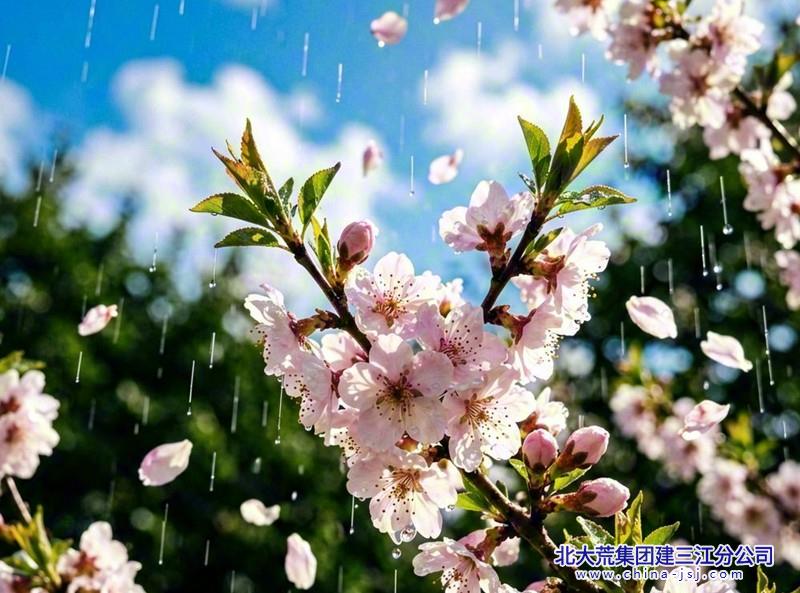 雨润杏花枝_副本.jpg