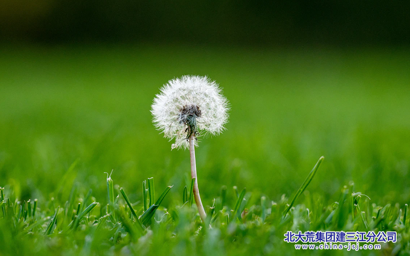 绿毯上的雪绒花.png