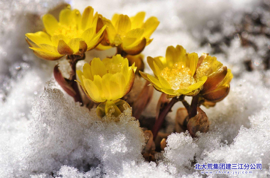 春意萌动 (2).png