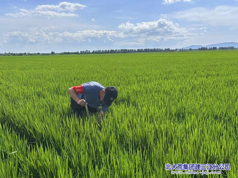 图为第二管理区党员干部查看秧苗长势_副本.jpg