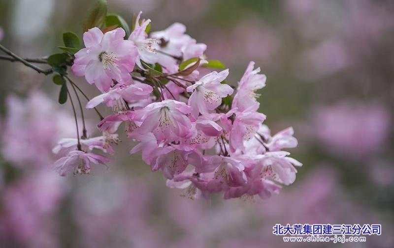 花团锦簇.jpg