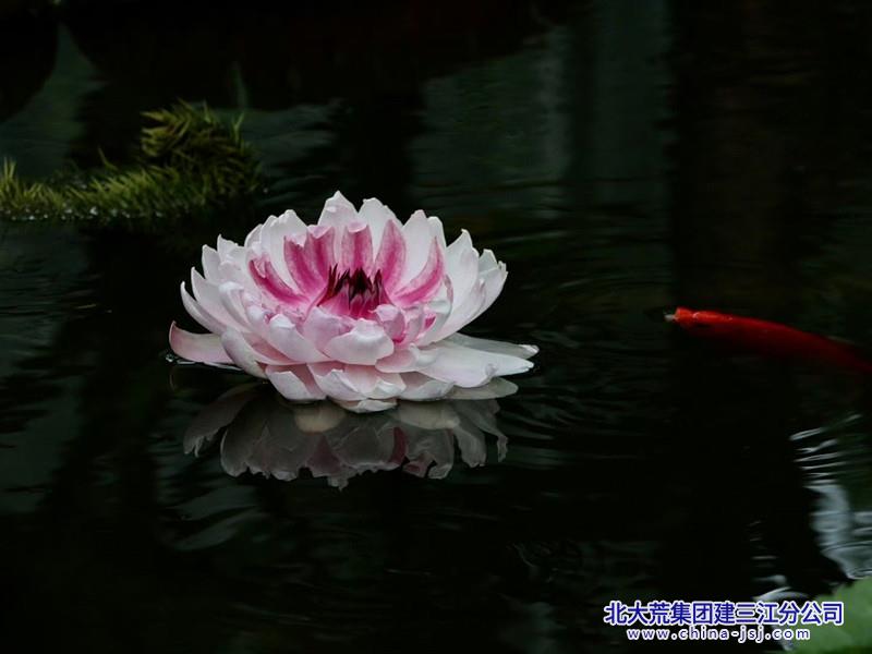 IMG_8650.jpg