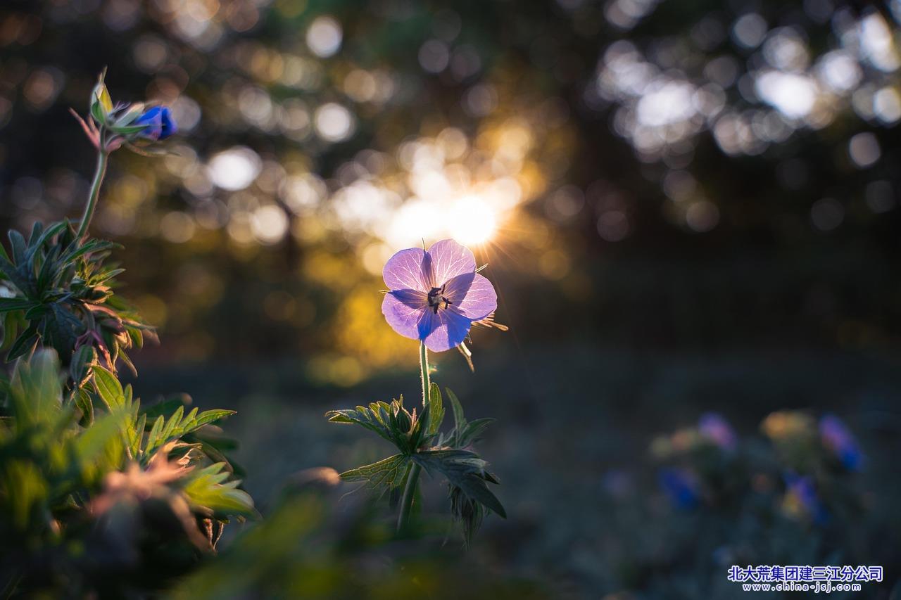 夕阳漫染幽芳.jpg