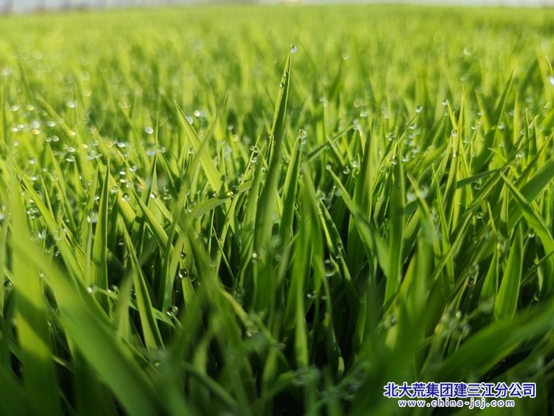 珠联碧合.jpg