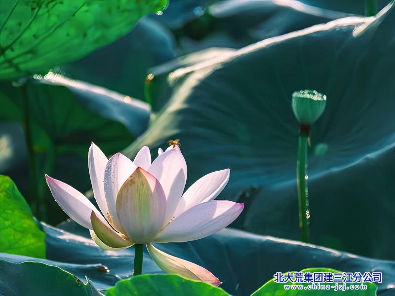 清风引蜜至.jpg