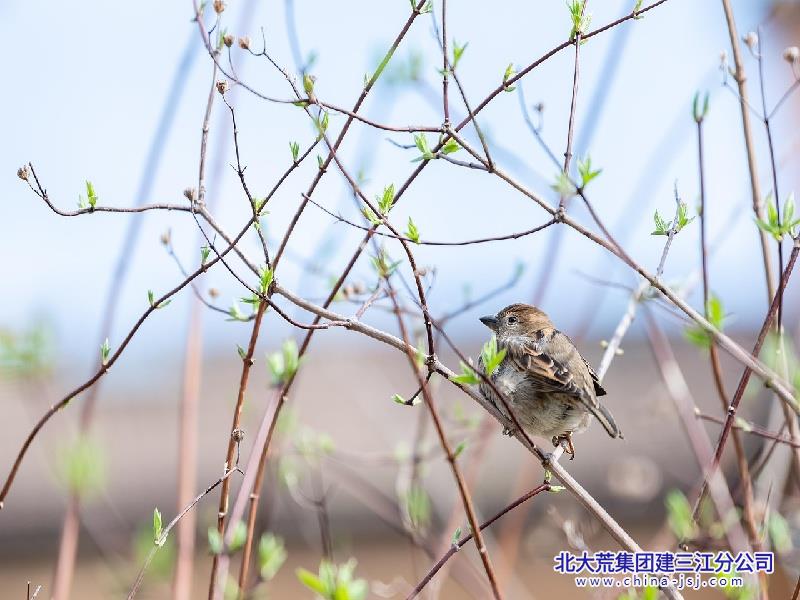 martinophuc-sparrow-8609287_1280.jpg