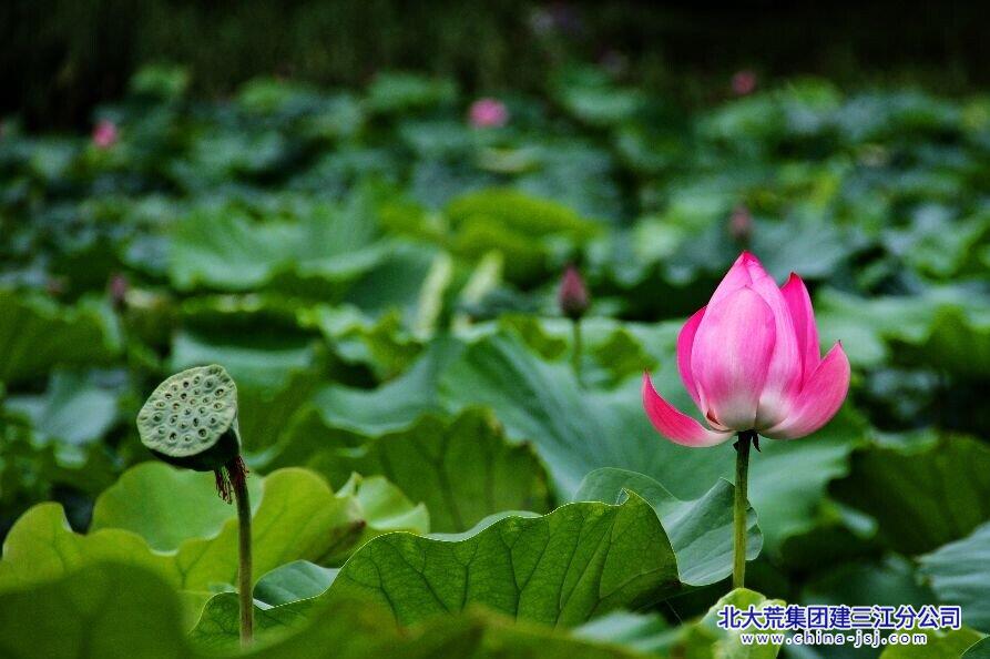 荷花争闹莲蓬嫩.jpg