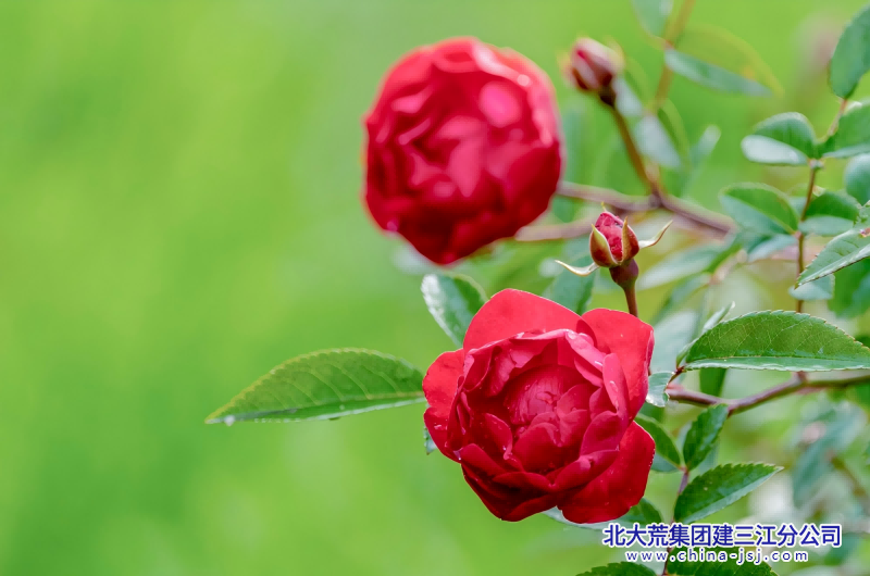 欲将春染尽 朵朵敞心扉.png