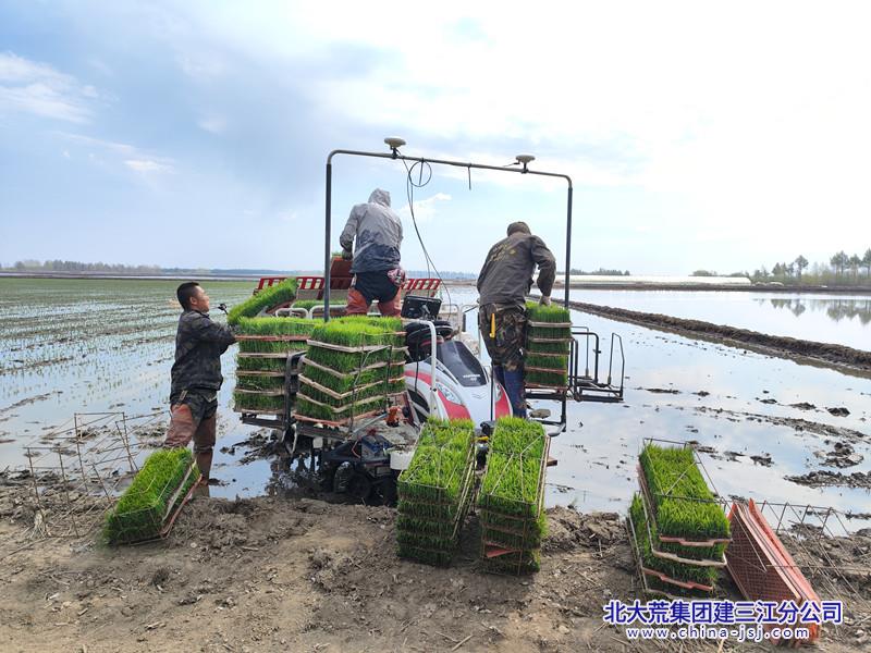 图为勤得利分公司第二管理区水稻插秧现场2_副本.jpg