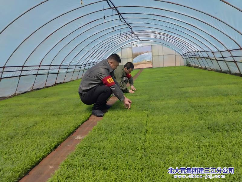 十三管理区苗床党员干部(1).jpg