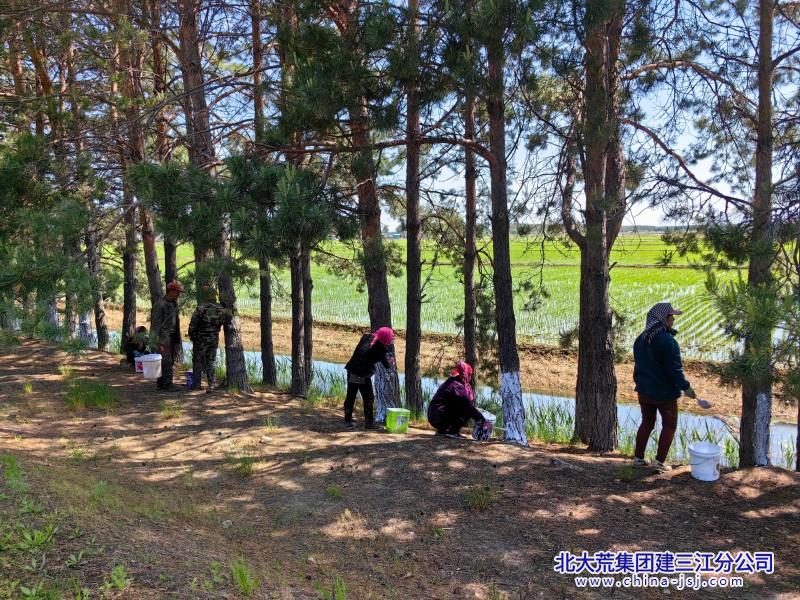 二区6月份刷树美化环境 (1).jpg 二区6月份刷树美化环境 (1).jpg