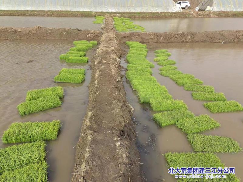 二区秧苗寄养 (3)_副本.jpg