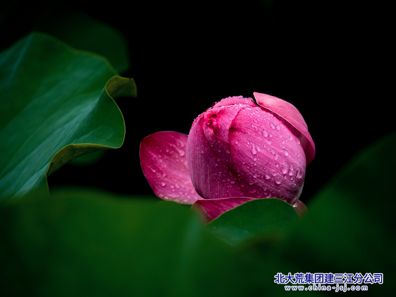 叶上初阳干宿雨，水面清圆，一一风荷举         清水出芙蓉，天然去雕饰.png