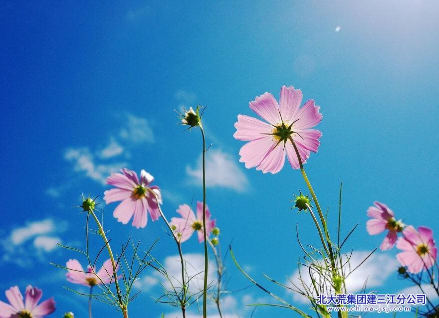 云淡天空花盛放.jpg